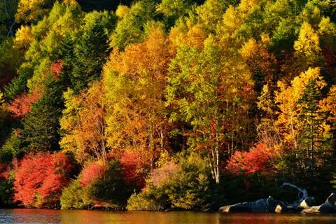 Autumn in the forest Stock Photos
