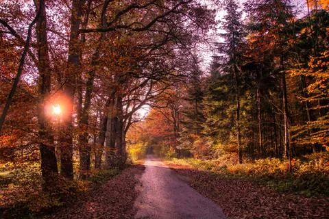 Autumn in the forest Stock Photos