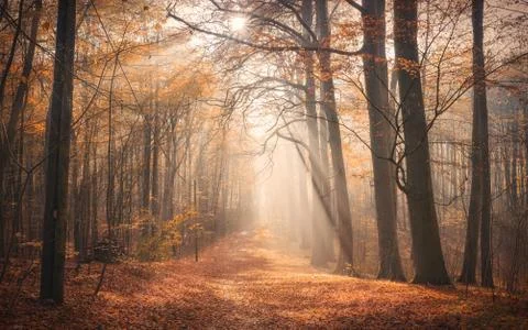 Autumn in the forest Stock Photos