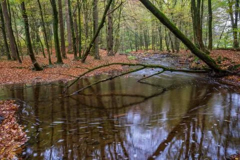 Autumn in the forest Stock Photos