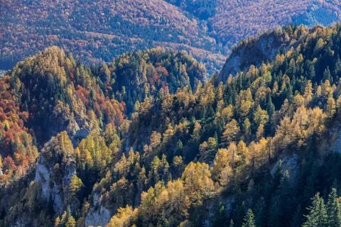 Autumn forest Stock Photos