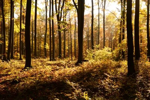 Autumn forest Stock Photos