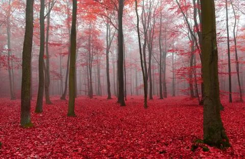 Autumn forest Stock Photos