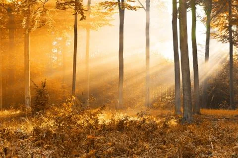 Autumn forest 스톡 사진