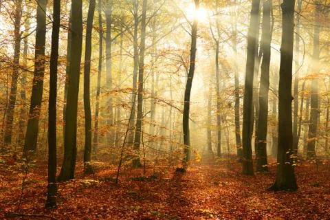 Autumn forest Stock Photos