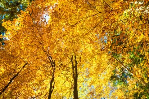 Autumn in the forest Stock Photos