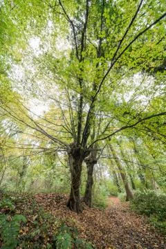 Autumn in the forest Stock Photos
