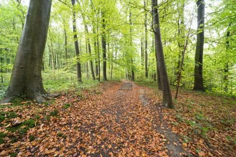 Autumn in the forest Stock Photos