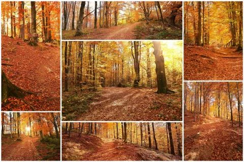 Autumn forest Foto stock
