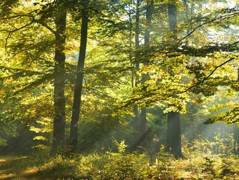 Autumn forest Photos