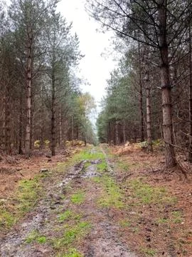 Autumn forest 스톡 사진