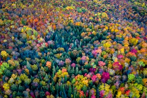 Autumn Forest Stock Photos