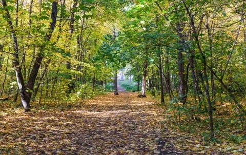 Autumn forest Stock Photos