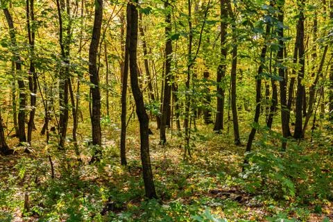 Autumn forest Stock Photos