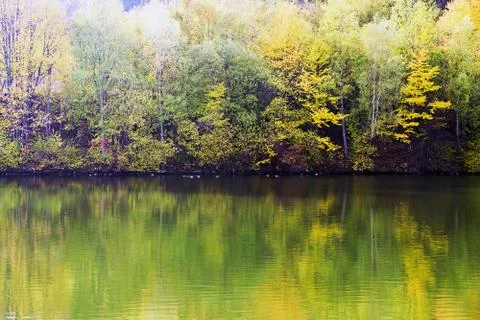 Autumn Forest Stock Photos