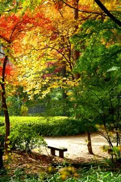 Autumn forest Stock Photos