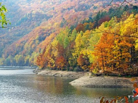 Autumn Forest Stock Photos