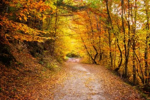 Autumn forest Stock Photos