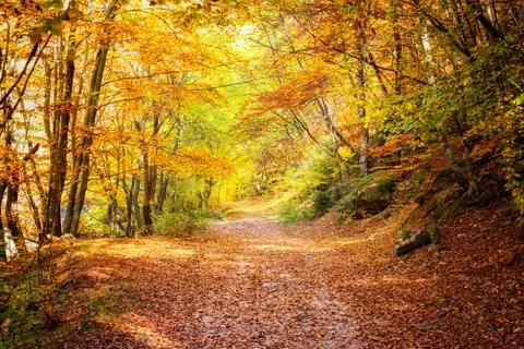 Autumn forest Stock-Fotos