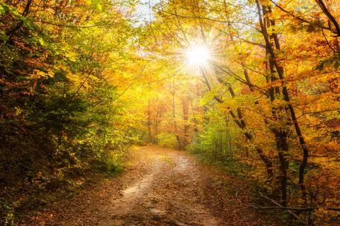 Autumn forest 스톡 사진