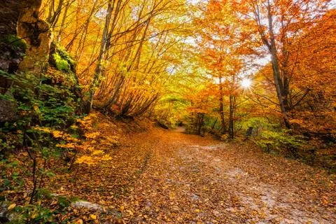 Autumn forest 스톡 사진