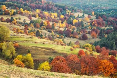 Autumn forest Foto stock
