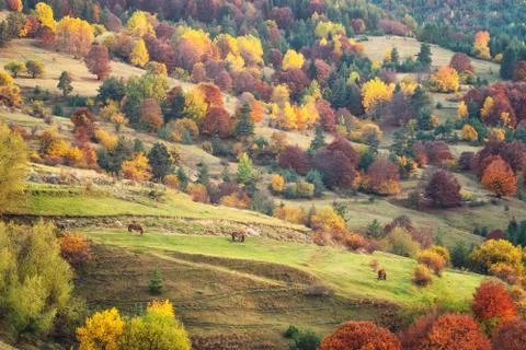 Autumn forest Foto stock