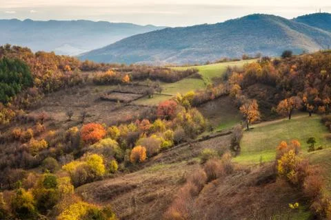 Autumn forest 스톡 사진
