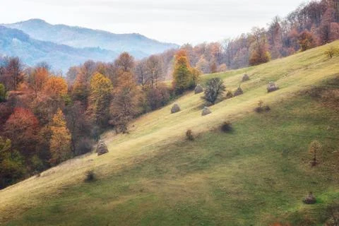 Autumn forest 스톡 사진