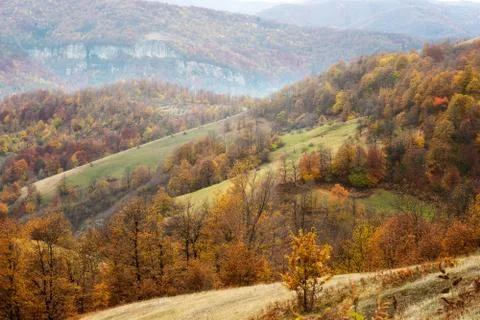 Autumn forest Stockfoto's