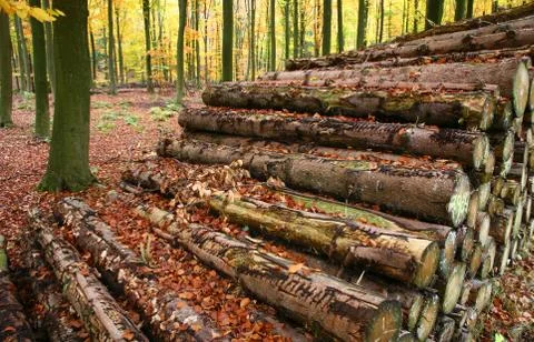 Autumn forest Stock Photos