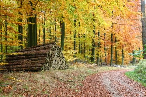 Autumn forest Stock Photos