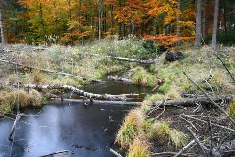 Autumn forest Foto stock