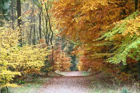 Autumn forest Stock Photos