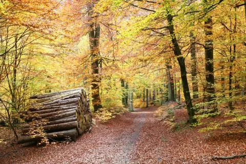 Autumn forest Stock Photos