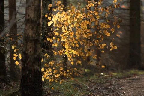 Autumn forest Stock Photos