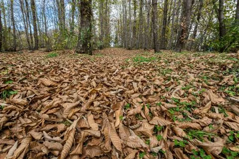 The Autumn Forest Stock Photos