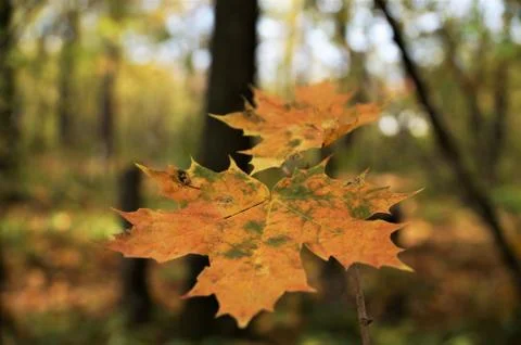 Autumn in the forest Stock Photos