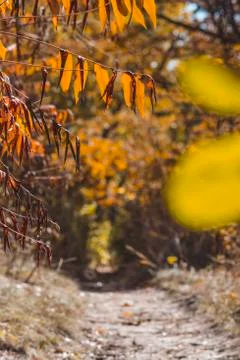 Autumn in the forest Stock Photos
