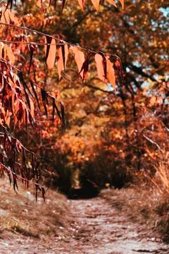 Autumn in the forest Stock Photos