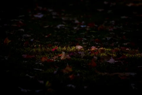 Autumn in the forest Stock Photos