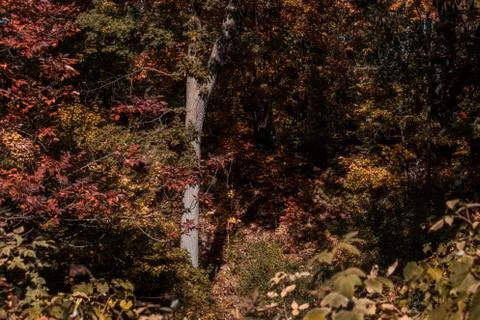 Autumn in the forest Stock Photos