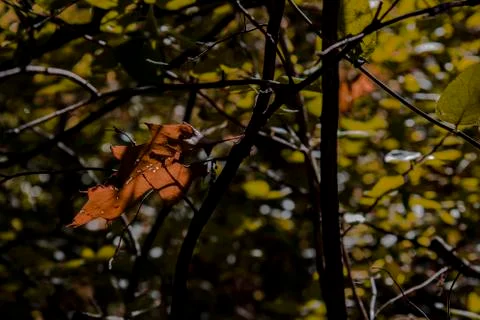 Autumn in the forest Stock Photos