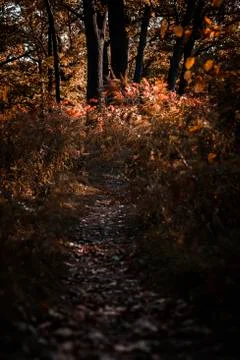 Autumn in the forest Stock Photos