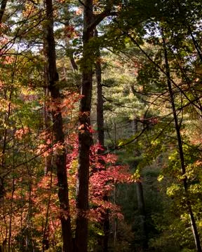 Autumn in the forest Stock Photos