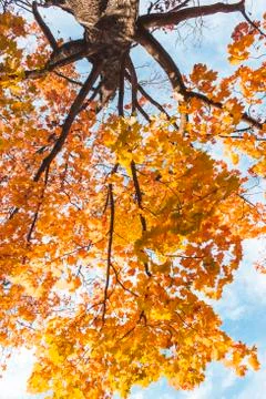 Autumn in the forest Stock Photos
