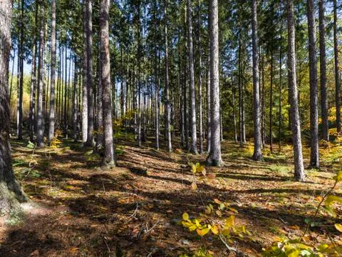 Autumn forest Stock Photos