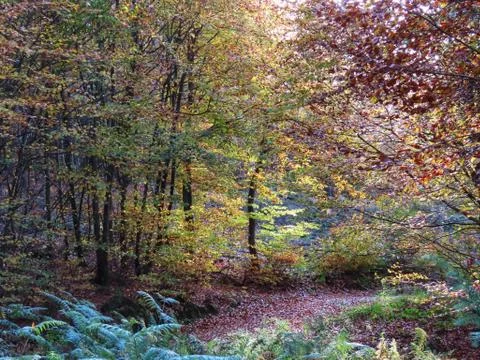 Autumn in forest Stock Photos