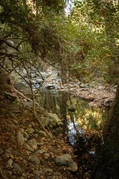 Autumn in the forest 写真素材