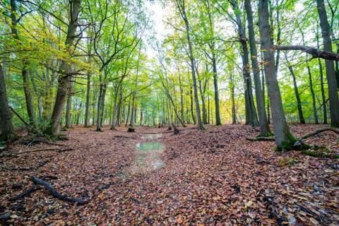 Autumn in the forest Stock Photos
